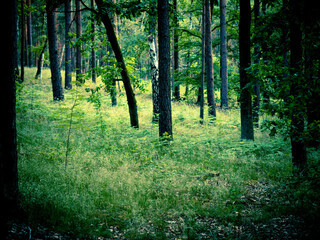 Fototapeta na wymiar im Wald