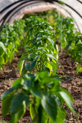 agricultural field on which green peppers grow