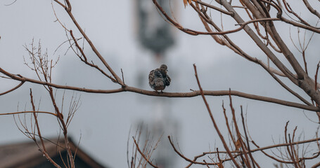 ave en rama de arbol posando durante la mañana