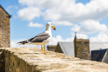 Goéland sur un muret de pierre au Mont Saint-Michel