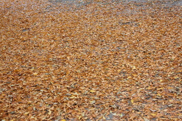 grain background
