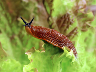 spanish slug, Arion vulgaris, in the garden on a lettuce leaf, Snail plague in the vegetable patch,...