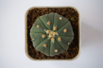 Astrophytum Asterius Nudum Cactus in a rectangular white pot. photographed on a white background.