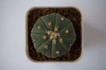 Astrophytum Asterius Nudum Cactus in a rectangular white pot. photographed on a white background.