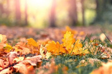 Autumn forest with fallen oak leaves on the grass in sunny weather