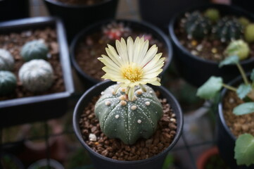 cactus in a pot
