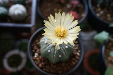 cactus in a pot