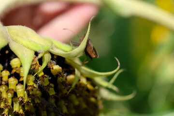 FU 2021-09-12 Acker 38 Auf der Blüte der Sonnenblume ist eine Wanze