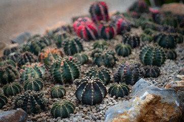 Cactus on a beautiful pot. Blur background.