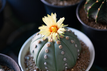 cactus with flower