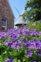 Windmühle in Greetsiel im Sommer in Ostfriesland