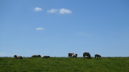 Fototapeta na wymiar Schafe auf dem Deich in Ostfriesland, Norddeutschland, bei Emden