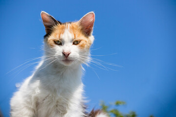 Portrait of domestic funny cute kitten