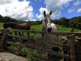 White and brown horse behind a fence