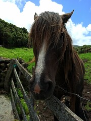 White and brown horse behind a fence