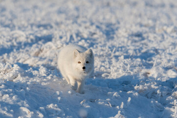 Obraz na płótnie Canvas Wild arctic fox (Vulpes Lagopus) in tundra in winter time. White arctic fox.