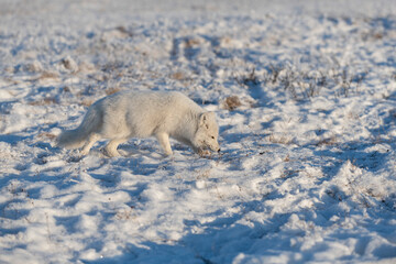  Wild arctic fox (Vulpes Lagopus) in tundra in winter time. White arctic fox.