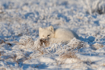 Wild arctic fox in tundra. Arctic fox lying. Sleeping in tundra.