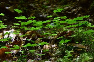 Natur Pur