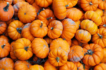 Pumpkins.