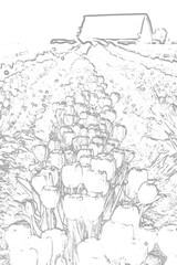 Fototapeta premium Black & White of Tulip Fields. 