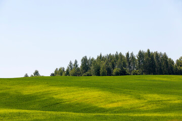 agricultural field with unripe green cereals