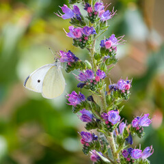 Butterfly on a flowers in the wild