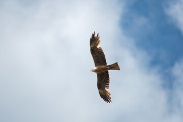Black kite in flight