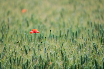 Poppies in the field