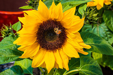 Sunflower with Bumble Bee.  