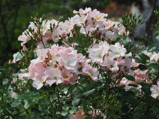 Rosengarten in Zweibrücken