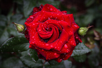 red rose with water drops