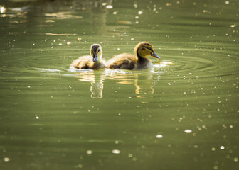 Ente im Marchfeldkanal, Wien, Österreich