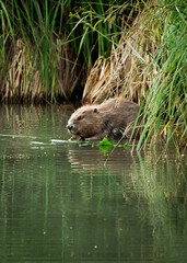 Biber am Marchfeldkanal, Wien, &Ouml;sterreich