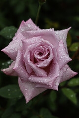 pink rose with water drops