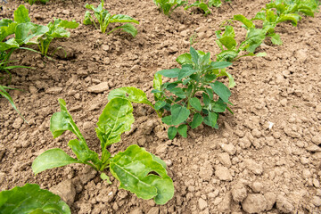 Adventice : chénopode dans un champ de betterave stade 4 feuilles