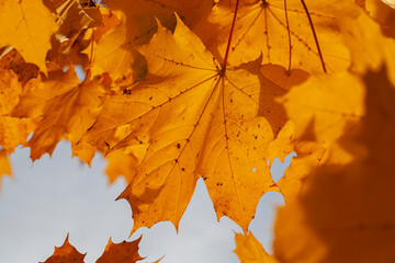 Naklejka na ściany i meble yellowed maple foliage on trees in the autumn season