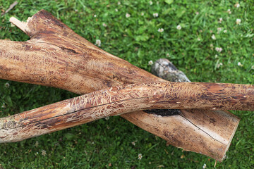 Obraz premium wooden log damaged by bark beerle . felled tree