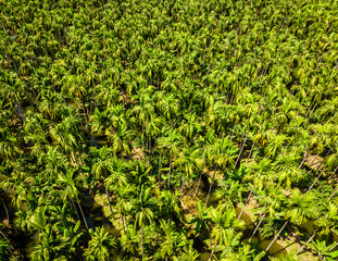 Aerial view of a palm tree plantation, in Nakhon Pathom, Thailand
