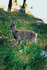 Steinbock auf der Hohen Wand, Österreich