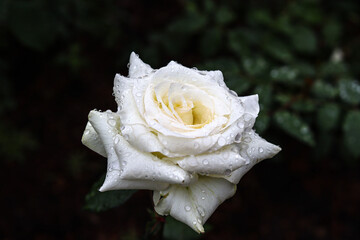 single white rose with water drops