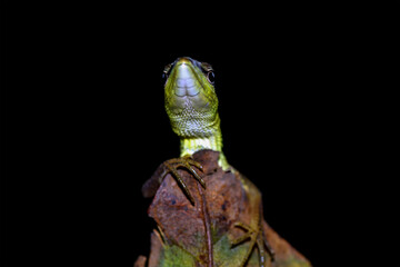 Green tree lizard on black background