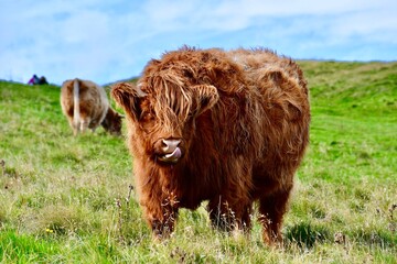 highland cow in edinburgh, scotland, uk