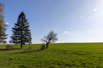 tall spruce coniferous tree and other trees against the sky