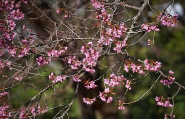 Wild Himalayan Cherry