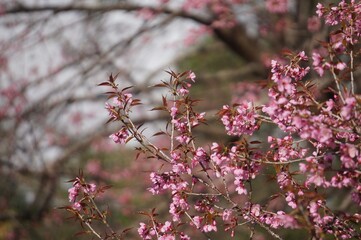 Wild Himalayan Cherry