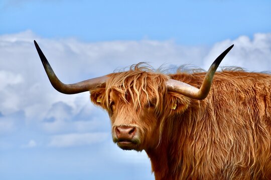 Highland Cow In Edinburgh, Scotland, Uk