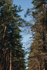 Beautiful view with trees and blue sky. Green trees on one side are withered on the other