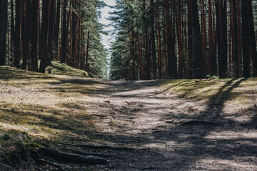 Sandy footpath in a pine forest with many tree roots. Sunny summer day.