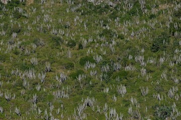 reeds in the water